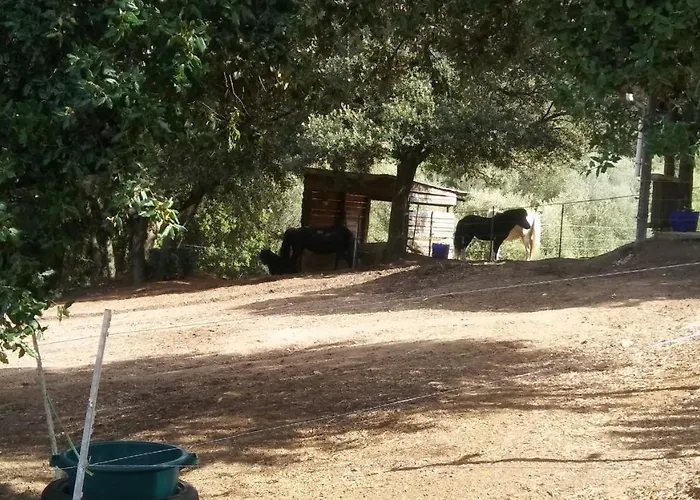 Le Petit 波尔蒂乔